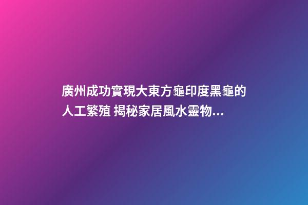 廣州成功實現大東方龜印度黑龜的人工繁殖 揭秘家居風水靈物“龍龜”化煞作用